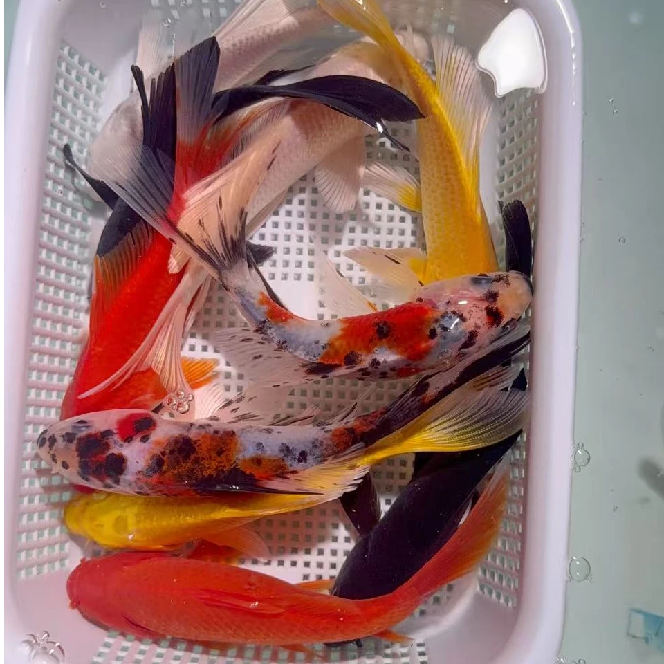 【2黄2红2白2黑2水墨】10-13冷水观赏鱼锦鲤草金皮实好养