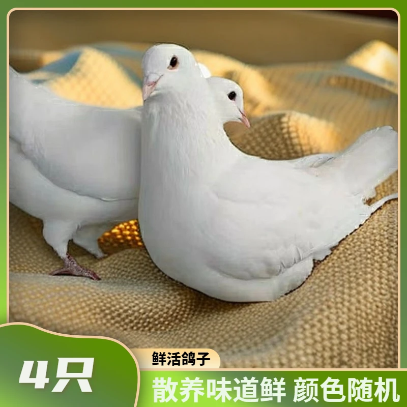 现货 1只6-8两鸽子颜色随机公母随机 4只共重2.4-3斤w