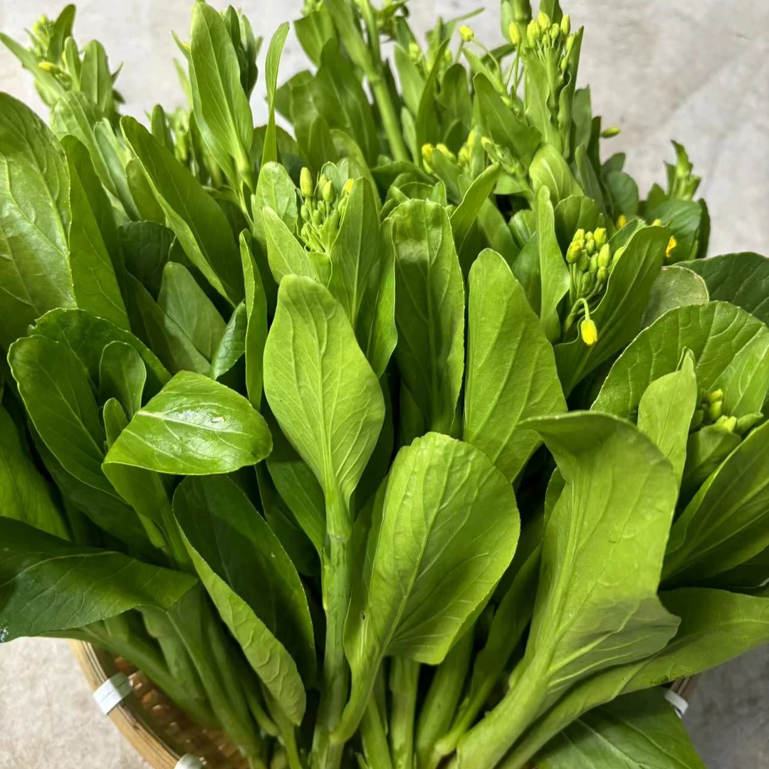 新鲜白菜苔-农家自种 现摘现发