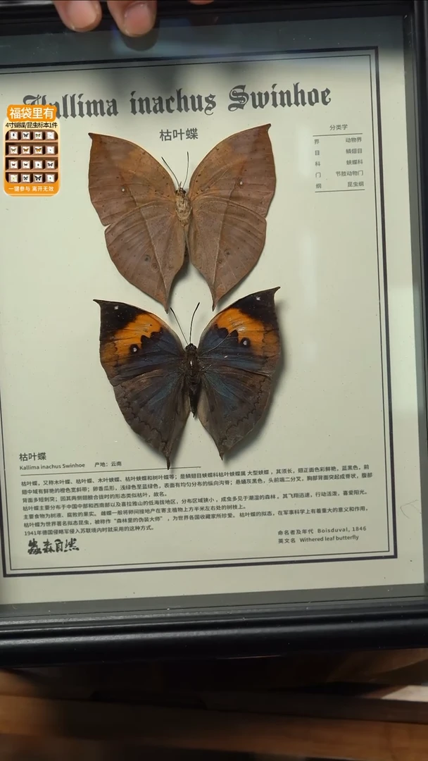 枯叶蝶正反两只中文版10寸欧式框