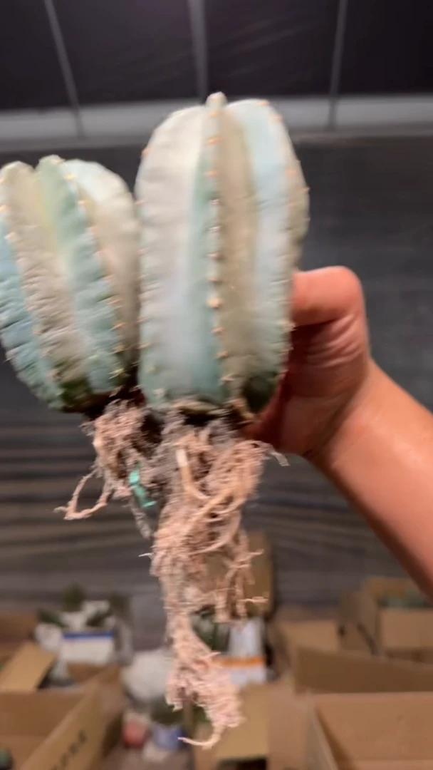 2颗 实生根 单头 微刺虾