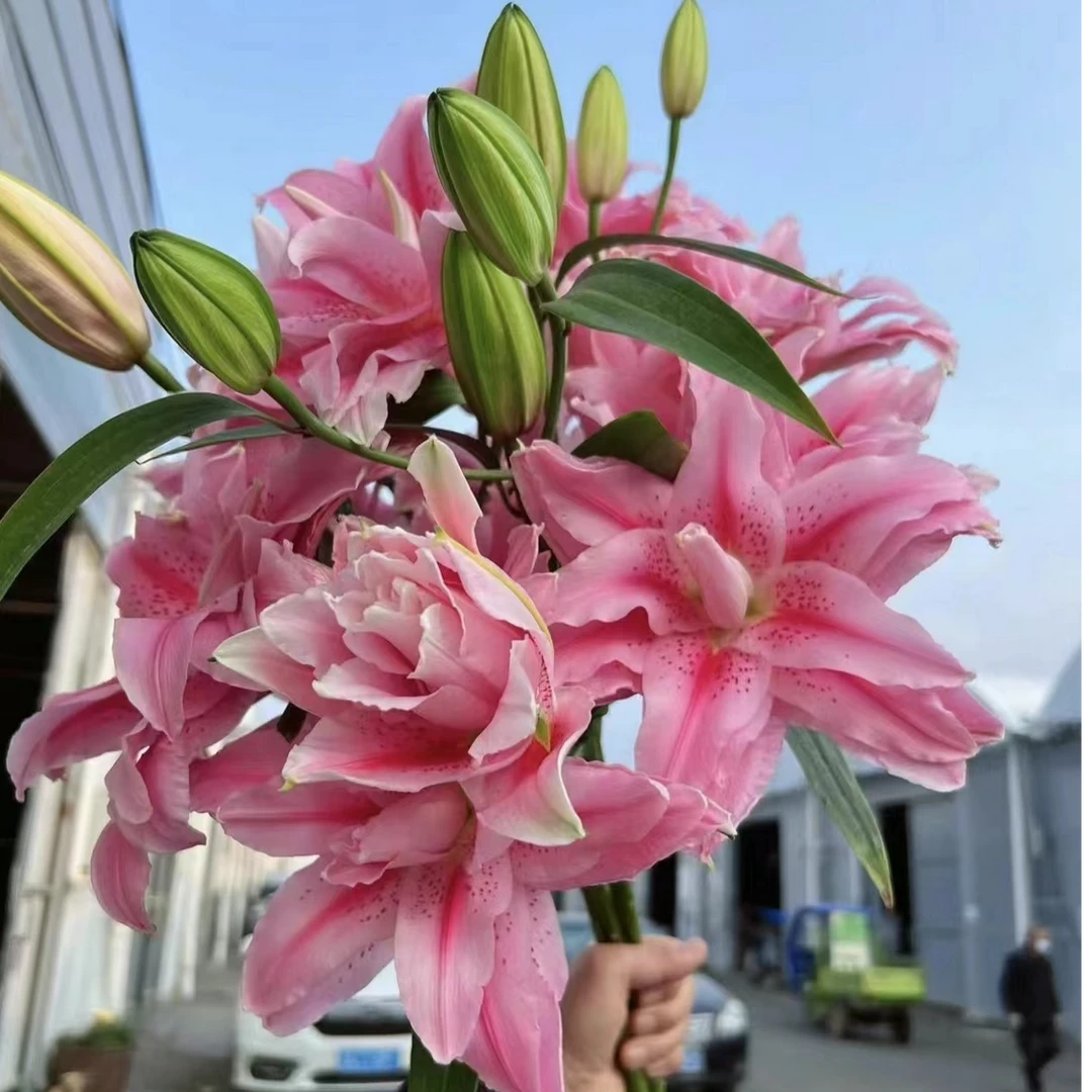 【太平盛世AK】重瓣香水百合   | 全场任意满两单鲜花包邮