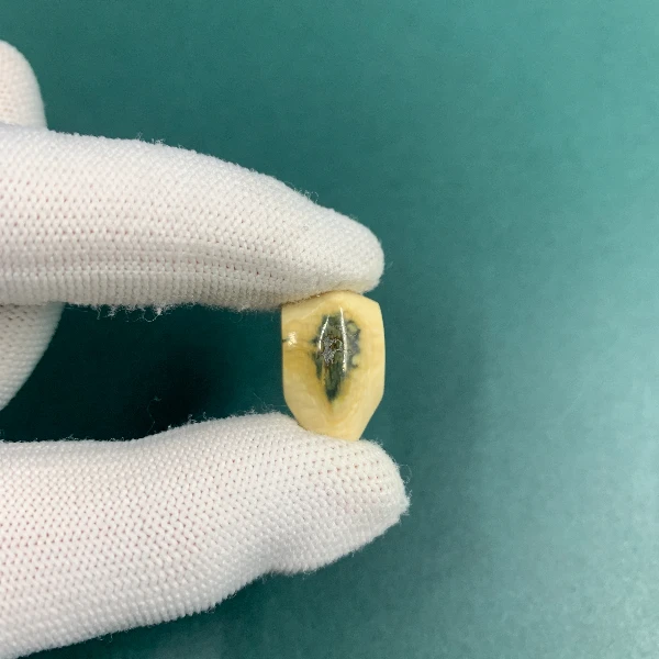 H5680天然猛犸猛犸牙精品三通支持鉴定假一罚四