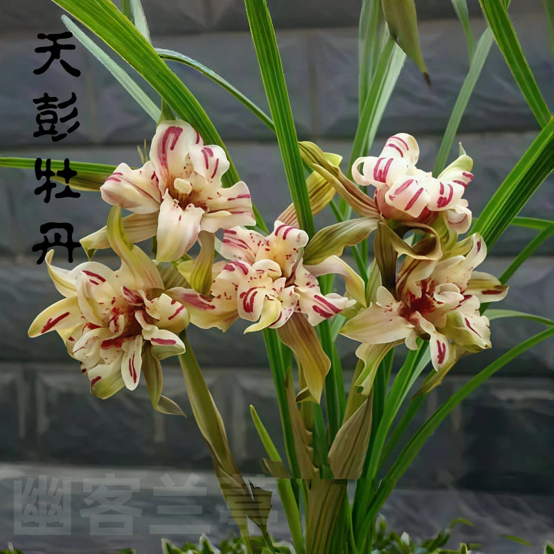 天彭牡丹兰花苗春兰室内室外阳台绿植花卉盆栽易养活建兰蕙兰墨兰