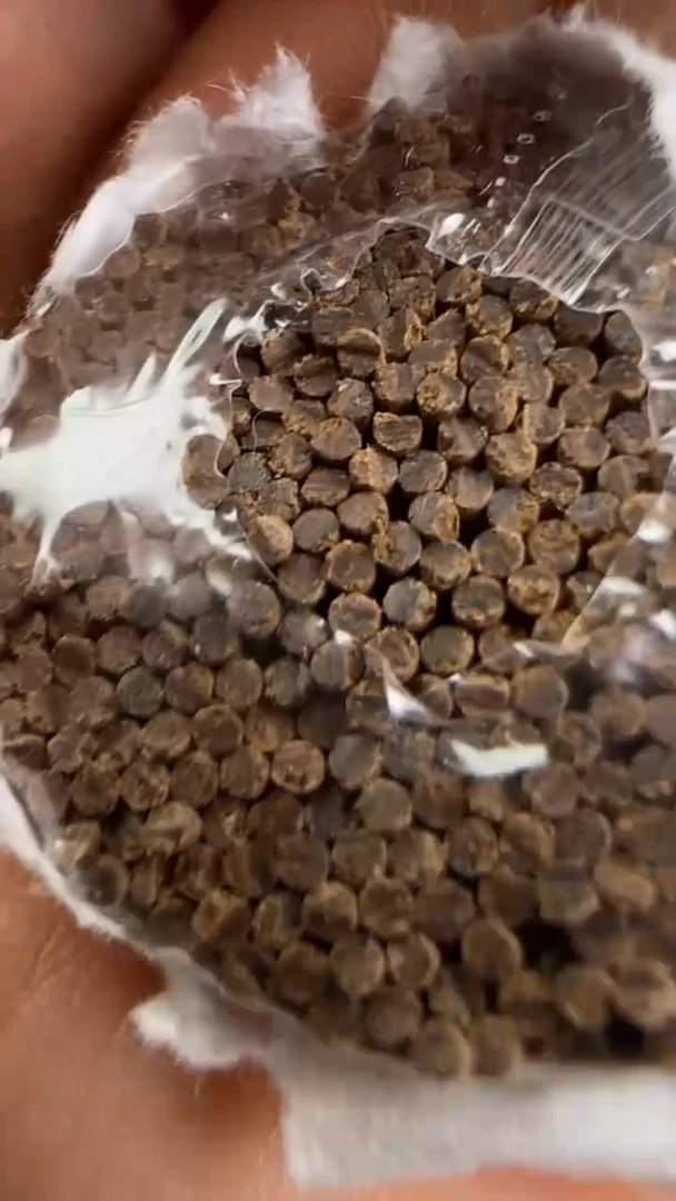 线香61号   古真腊横丝奇楠   100克