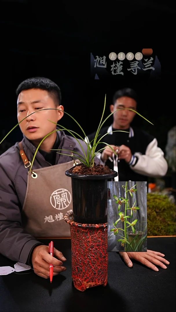 当前无花栽培后可以开花左****！瓷白变形中透艺草（18苗草）