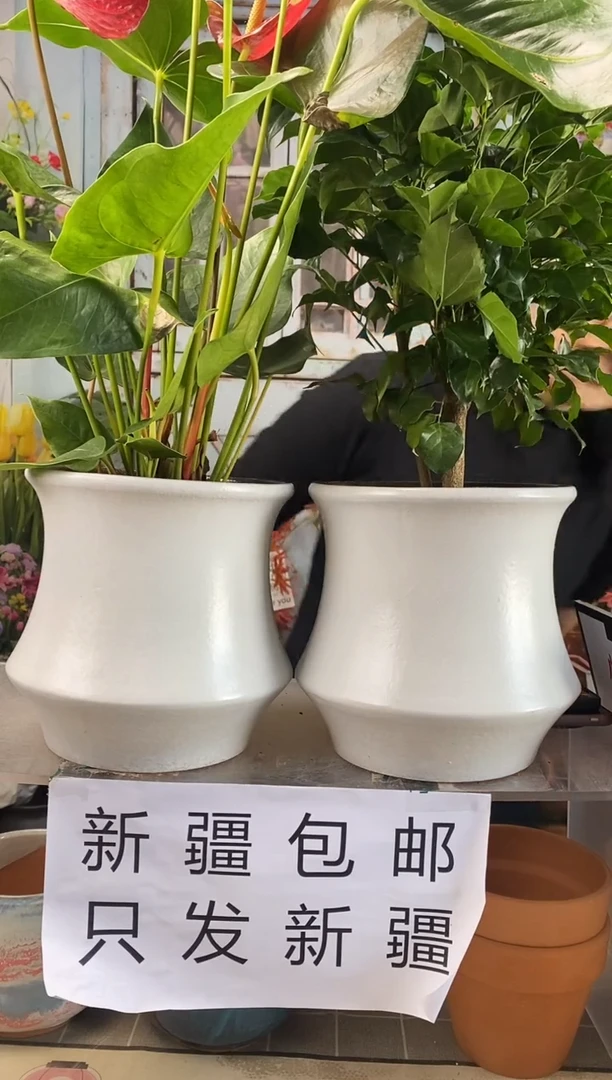 【闪购商品】红陶红陶收腰白色百搭2个装