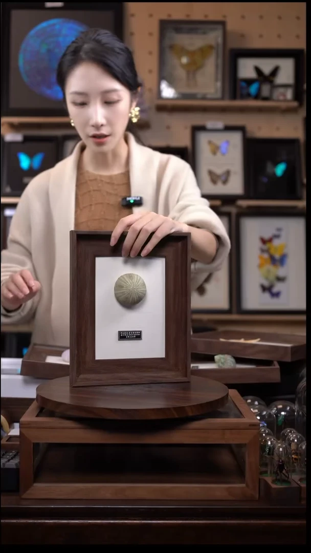 绿海胆标本摆件