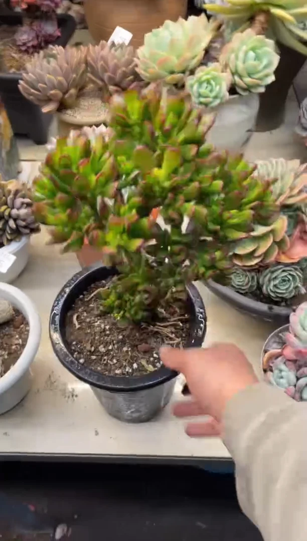 【闪购商品】77招财猫