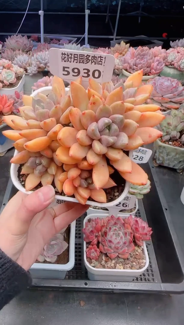 【闪购商品】5930红象牙