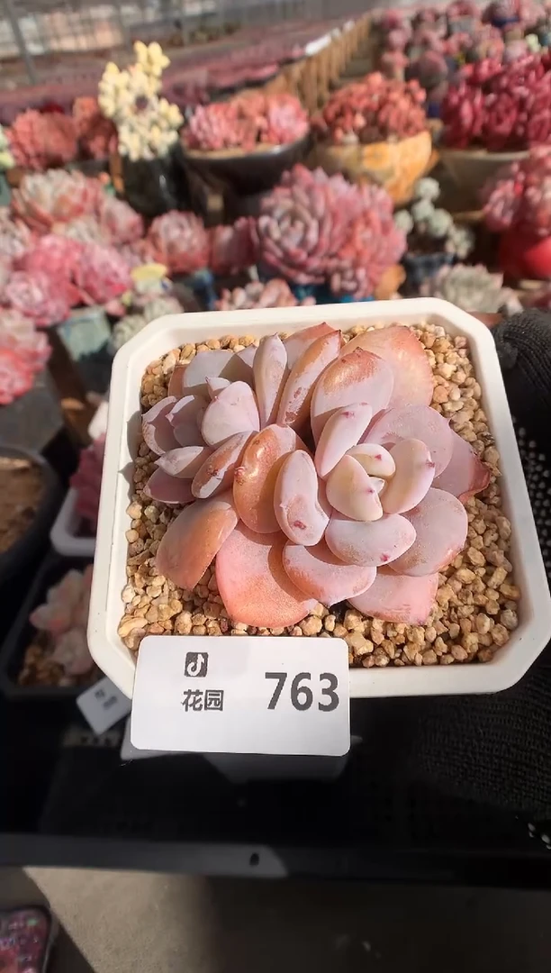 763奶茶多肉植物一物一拍
