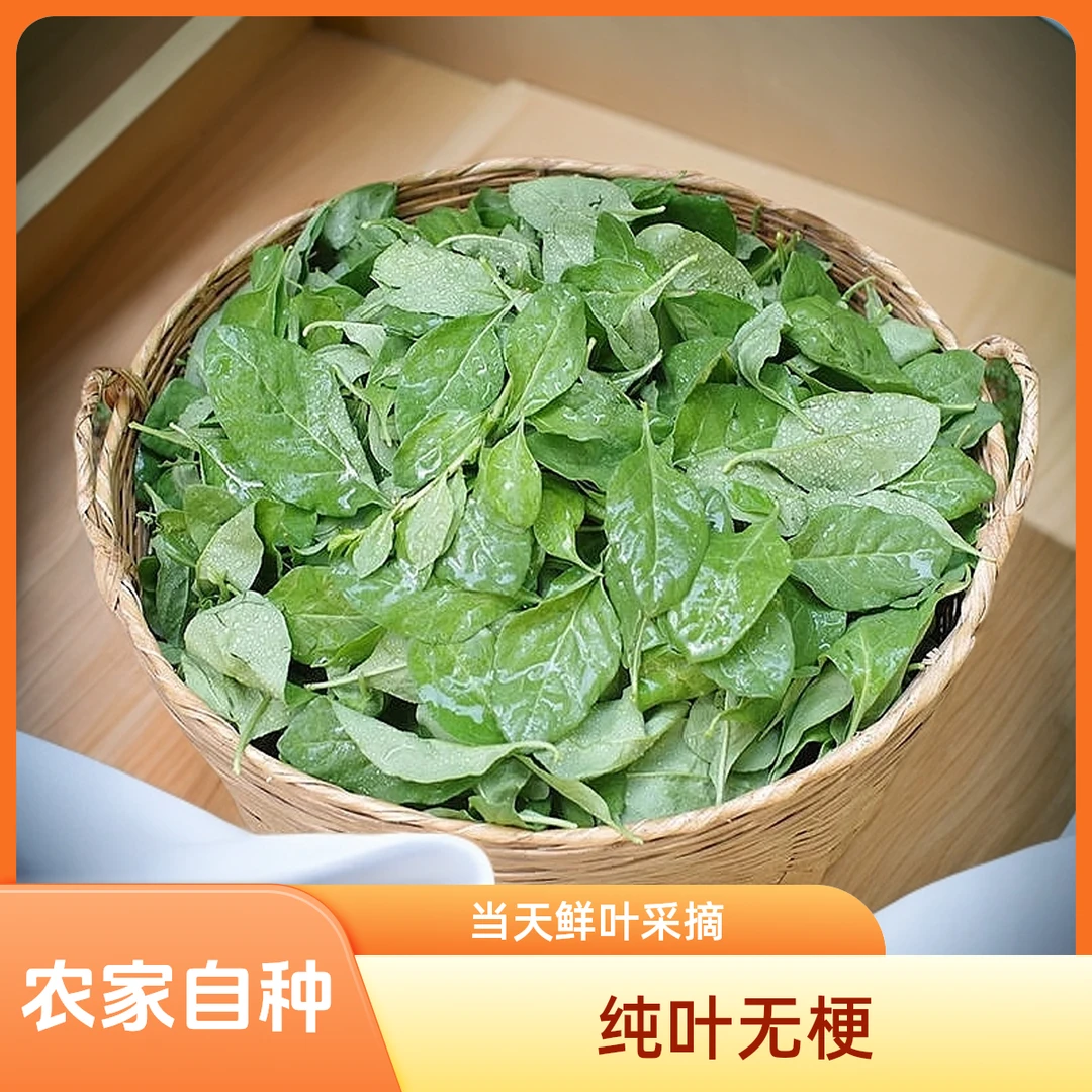当天采摘新鲜纯枸杞叶  250-300克