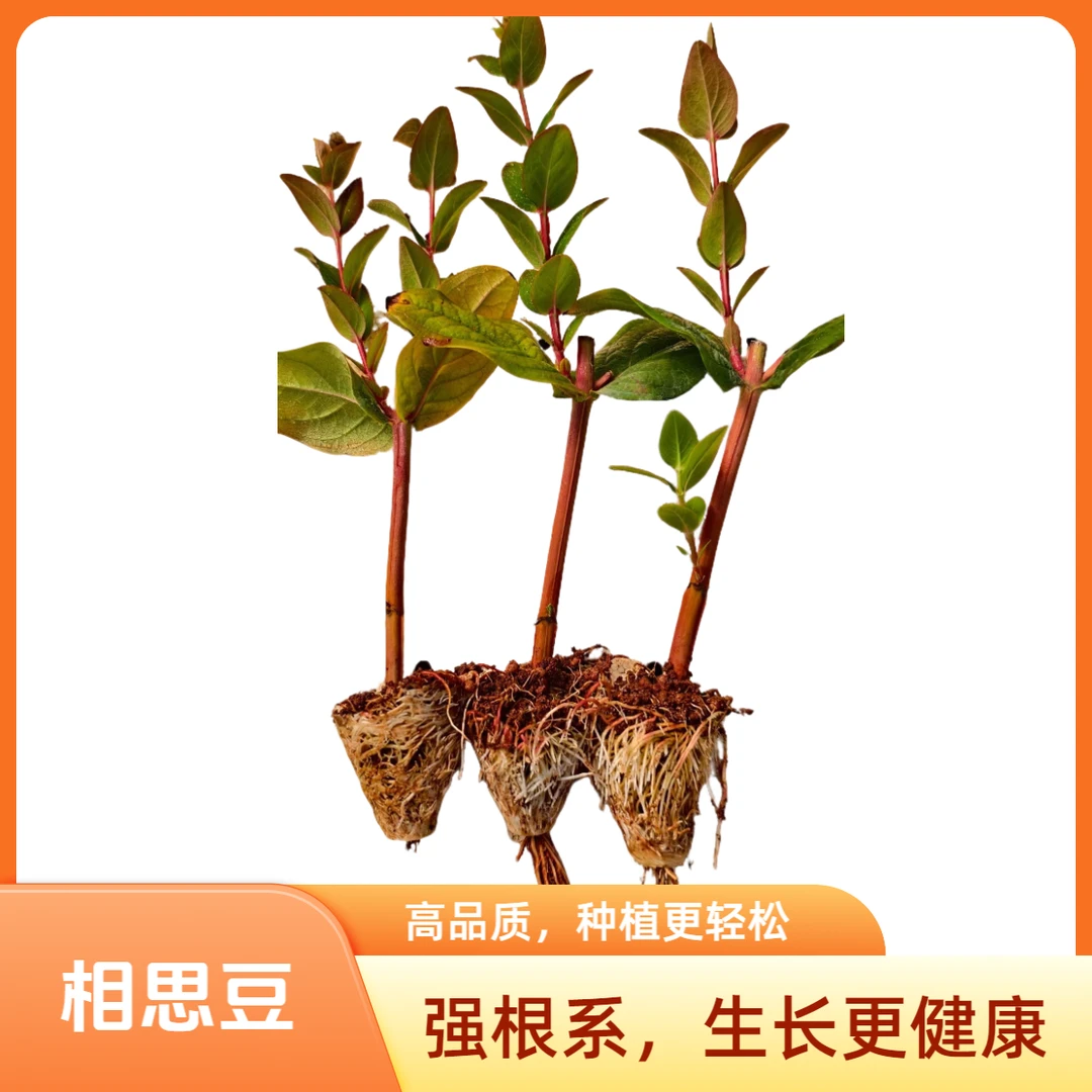 云南昆明基地直发相思豆火龙珠小苗红豆美人豆室内外盆栽地栽红豆