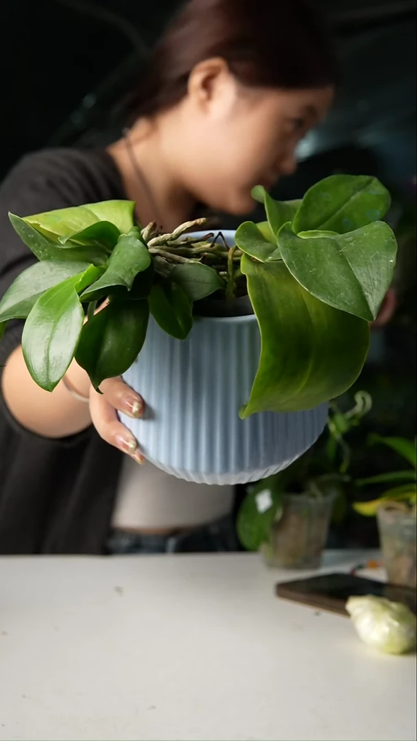 当前无花栽培后可以开花盲盒蝴蝶兰双苗