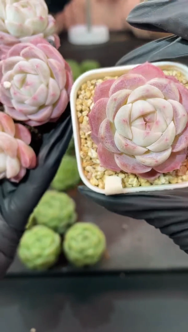 闪购973  紫厂牌多肉一颗  3.8-4厘米