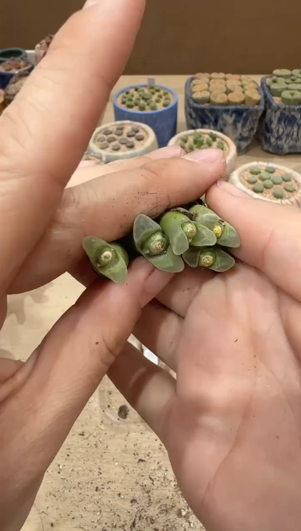 多肉植物肉锥16-311