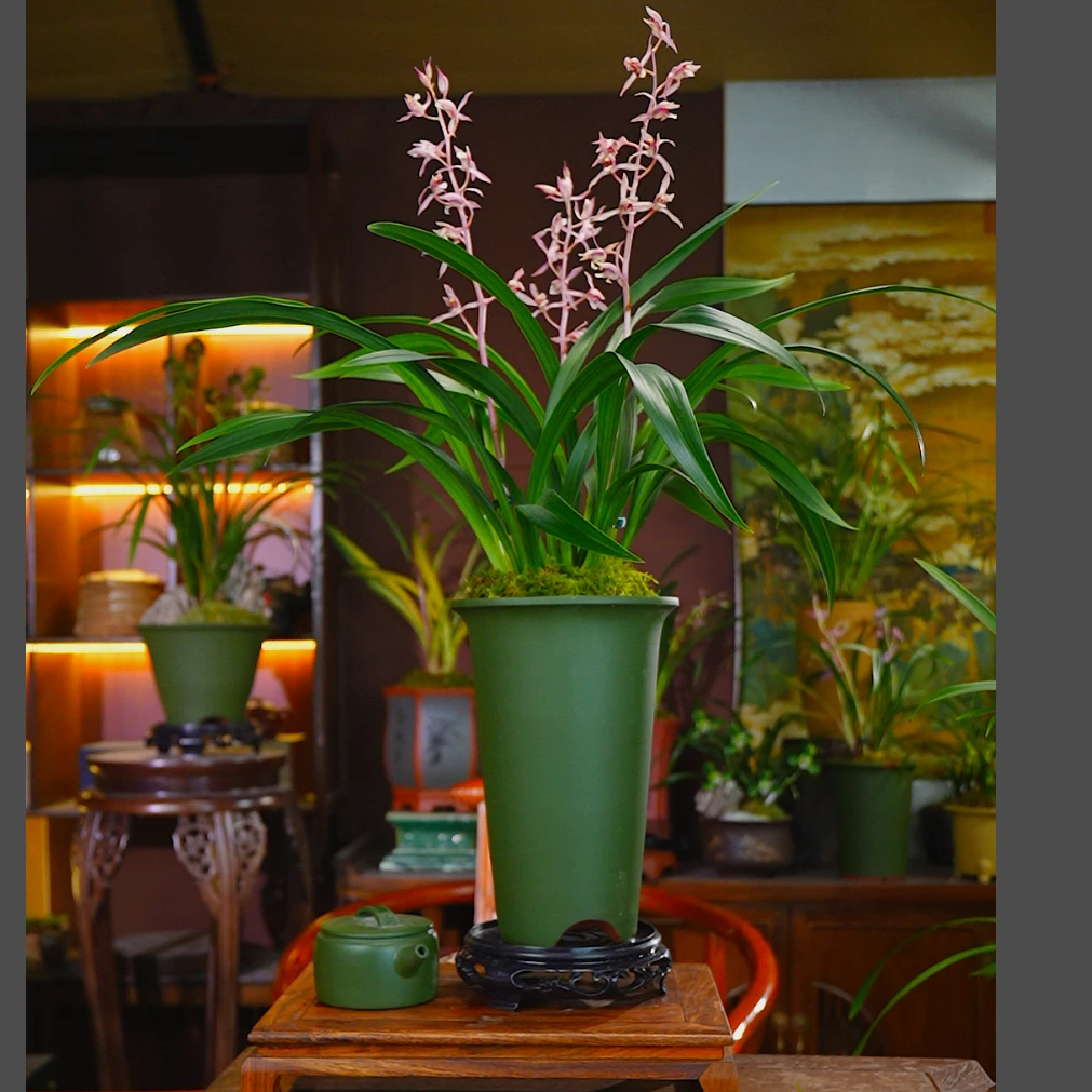 墨兰铭品[小桃仙]茶室文雅 兰草盆栽 4-5苗2花起