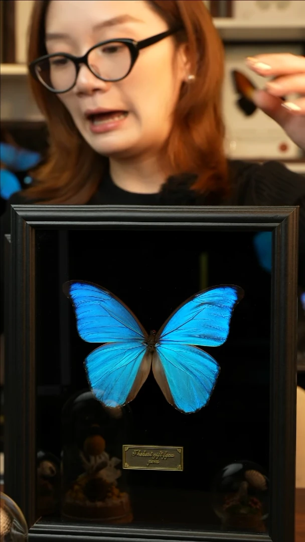 大蓝闪蝶-黑绒（10寸欧式黑框）A106