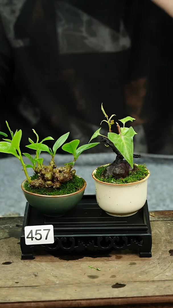 【闪购商品】苔藓微景观457号