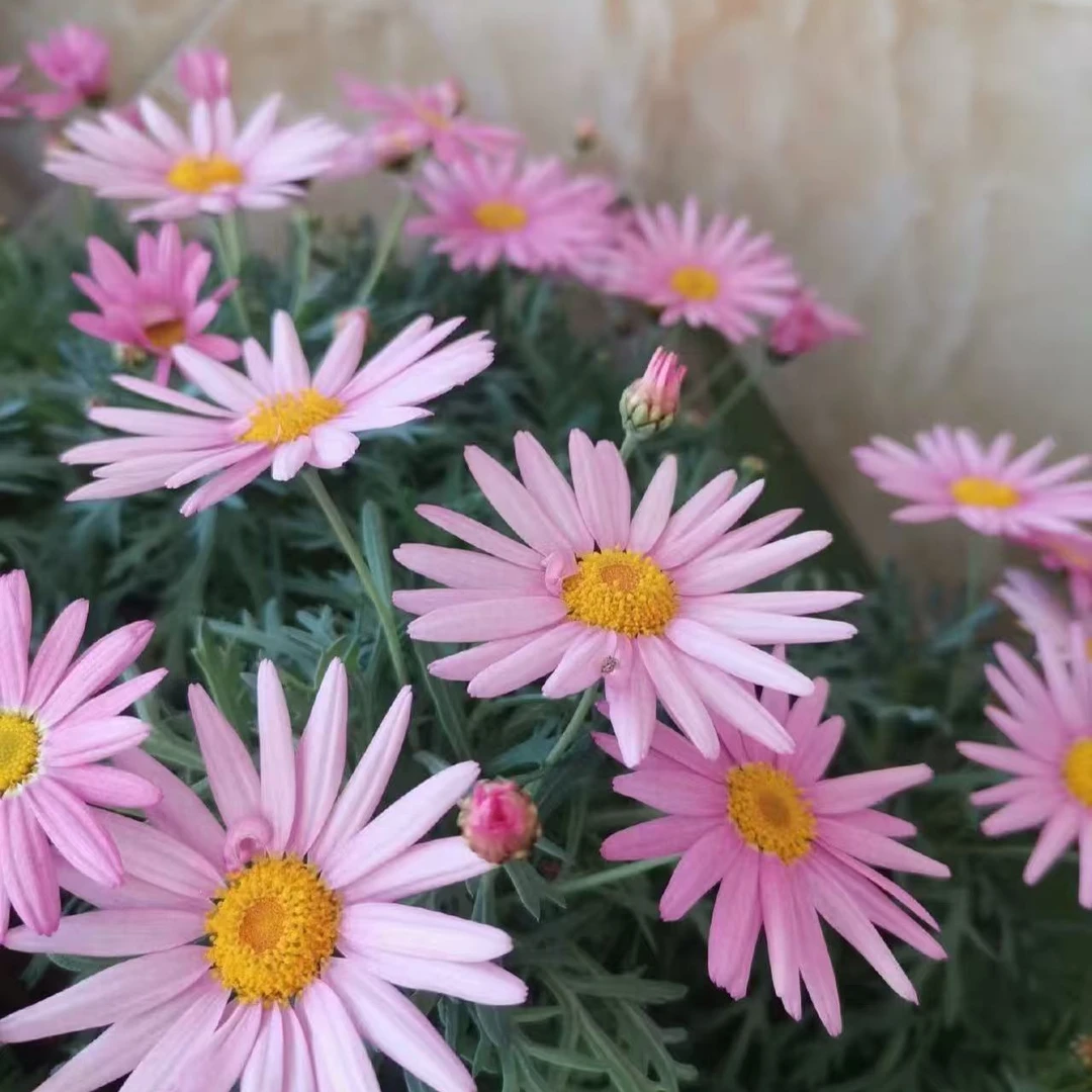 艺泽园艺【巨人粉】玛格丽特盆栽多年生花卉新手易养护适合