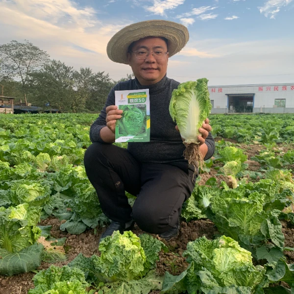 川塔川塔桃纹50  早熟白菜种子  纤维少  口感脆  简单易种植