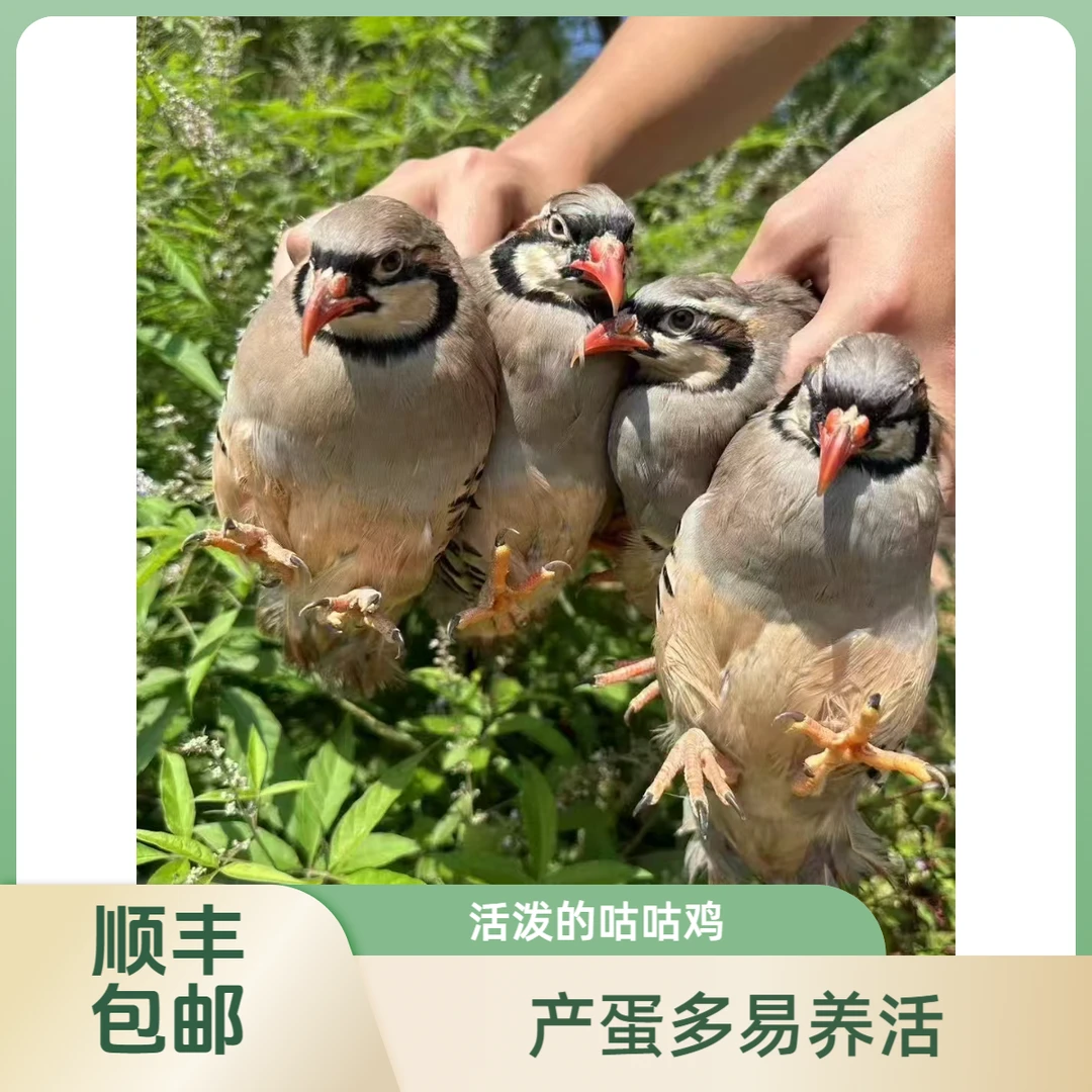 四只 咕咕鸡 呱呱鸡 宠物鸡 会下蛋