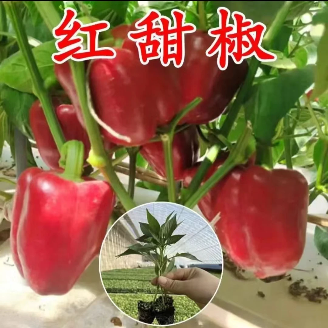 （拍2份发3份）不辣红甜椒 种苗四季蔬菜辣椒苗高产优质种苗穴盘苗