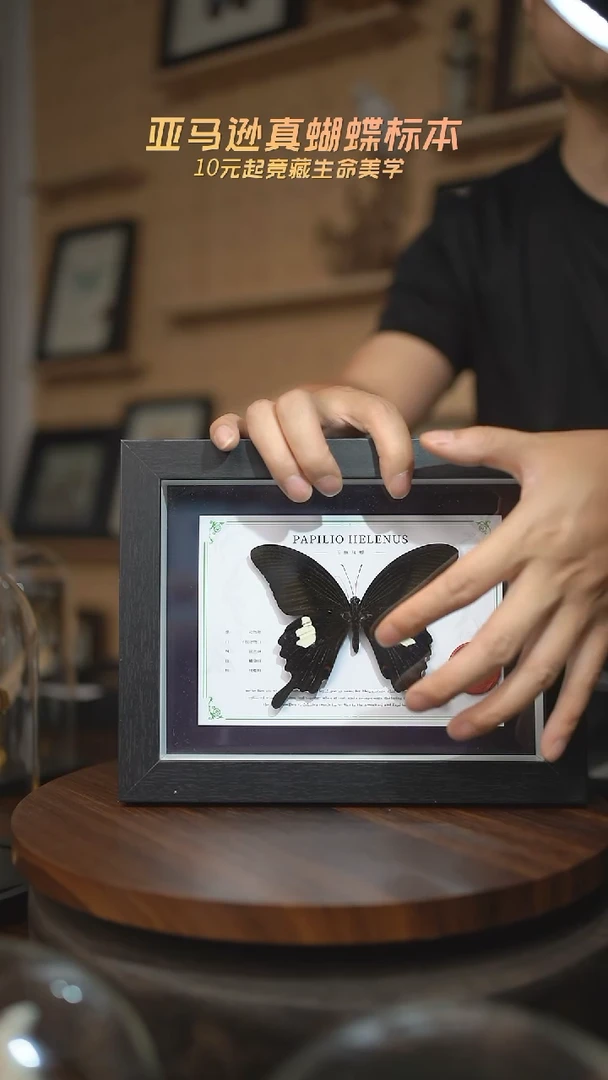 有机玻璃玉斑凤蝶国风版