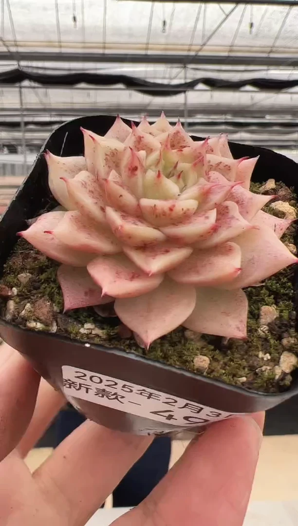 【闪购商品】新款多肉-49