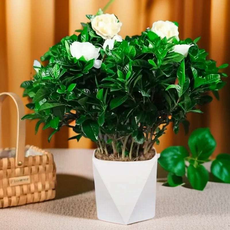 大号 栀子花【带花苞发货】四季浓香型盆栽室内植物客厅花卉绿植