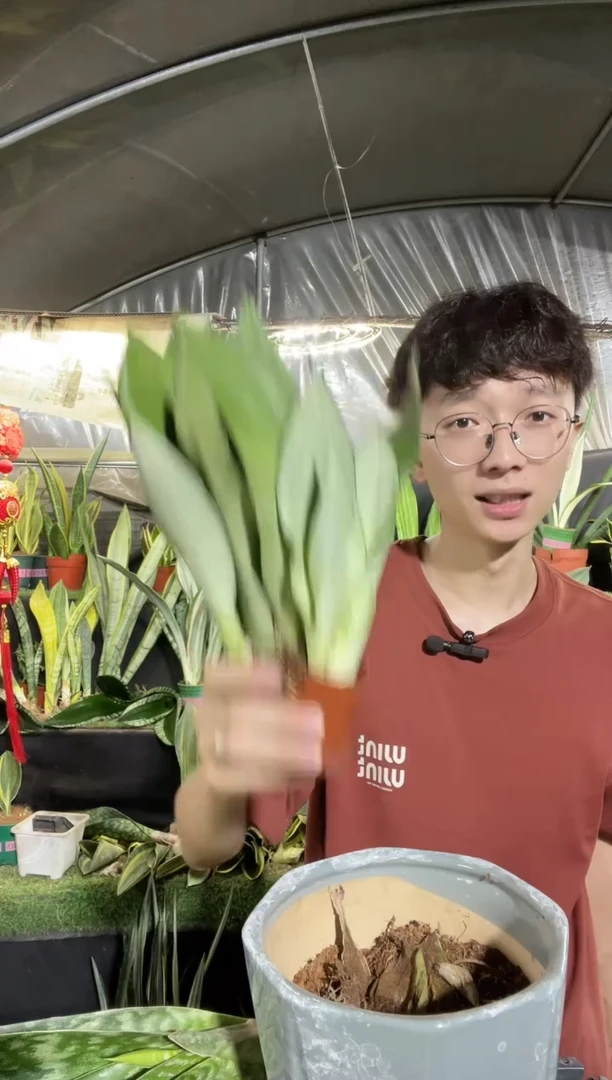 白玉带盆土9.99..