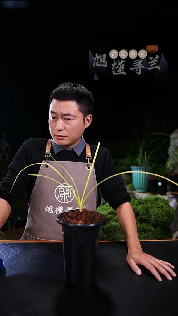 当前无花栽培后可以开花大**河蕙兰皇太极 (龙头壮苗)