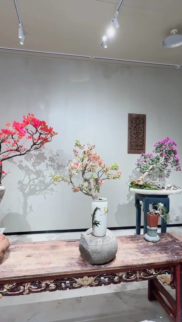 【闪购商品】盆景口红 三角梅