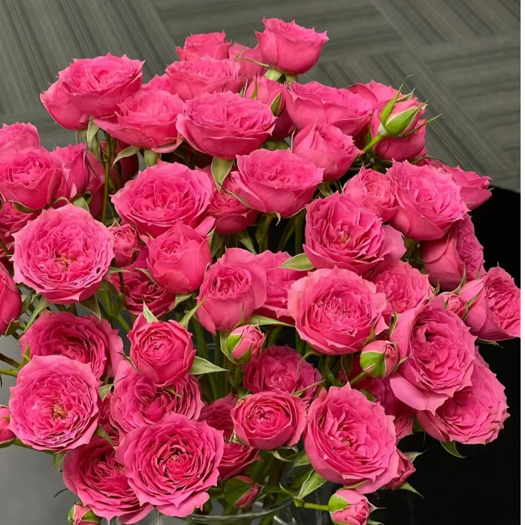 苏菲宝贝多头玫家庭办公室水养鲜切花云南顺丰包邮新鲜发货