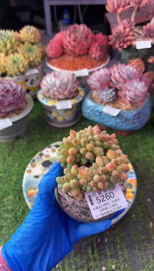 昆明印象多肉5260