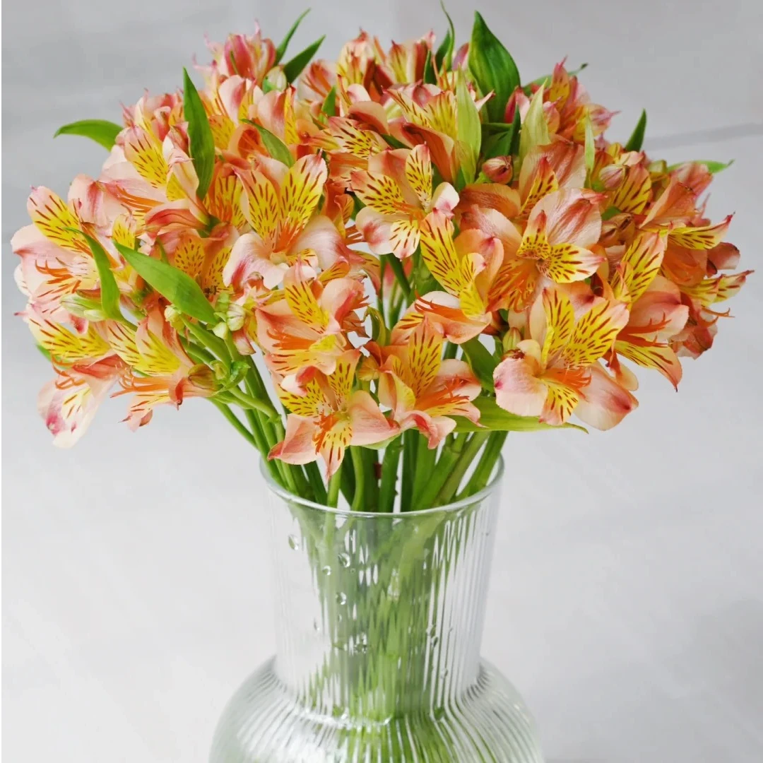 【10支橙色水仙百合】家居生活鲜花川渝地区次日达昆明基地鲜花批发包邮