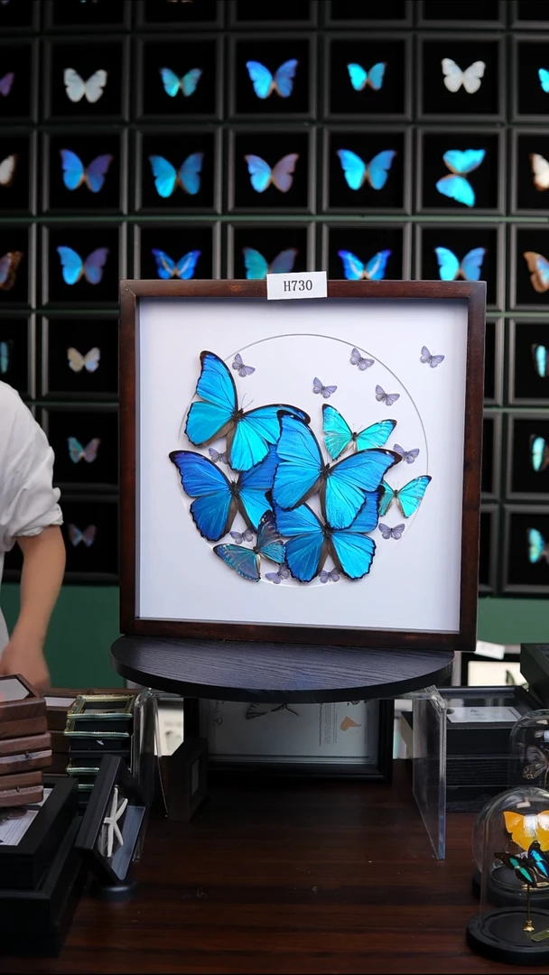 蝴蝶标本摆件竞拍H730