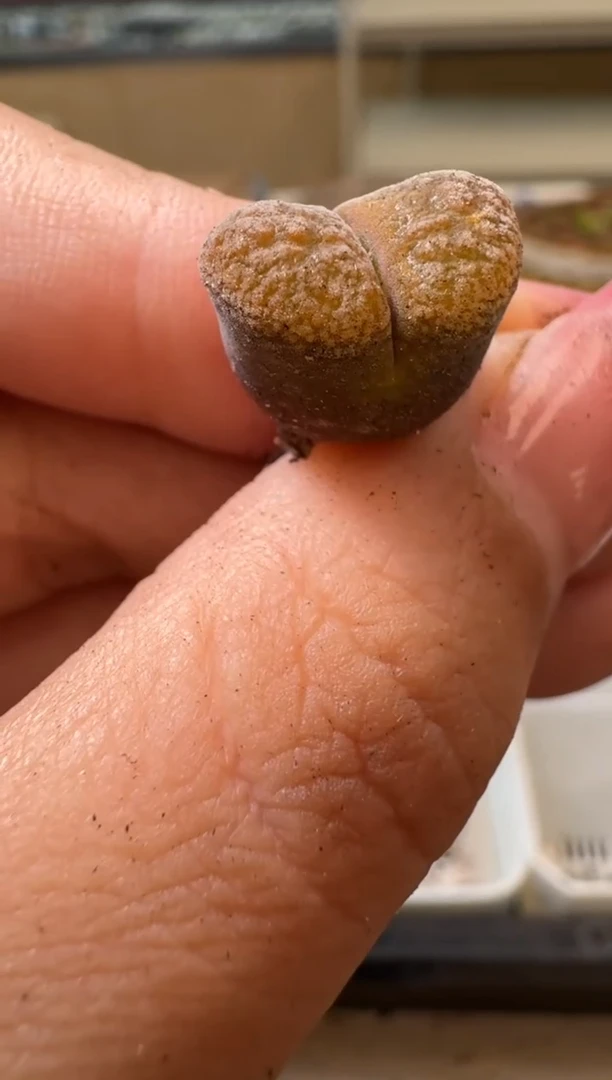 6-111多肉植物肉锥
