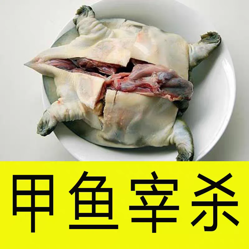 外塘甲鱼鲜活甲鱼现杀现发  代杀，新鲜美味有营养。
