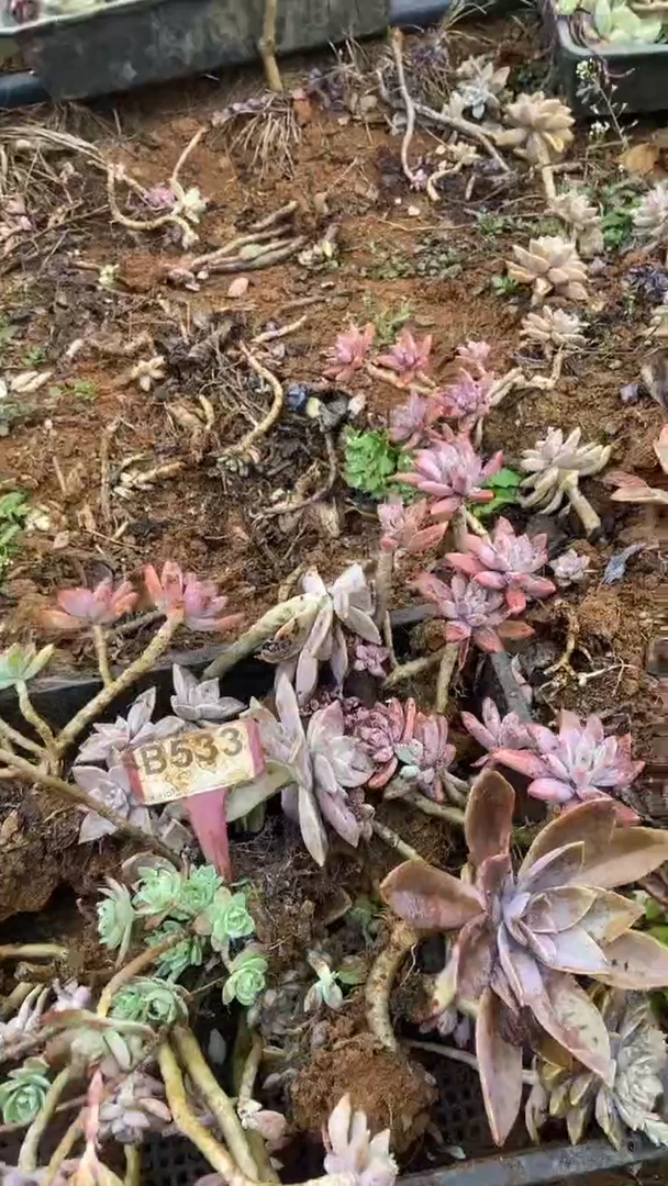 【闪购商品】B533清风花木兰多肉组合