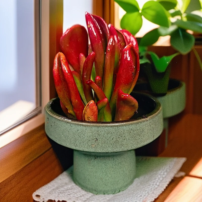 ZY吸财耳 多肉植物好看新手好养客厅阳台一单包邮