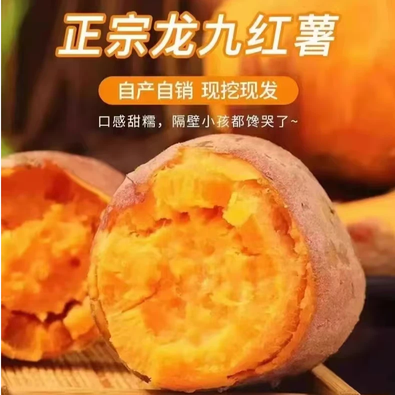 书记助农安丘新鲜现挖龙九蜜薯产地直发板栗味番薯香甜软糯