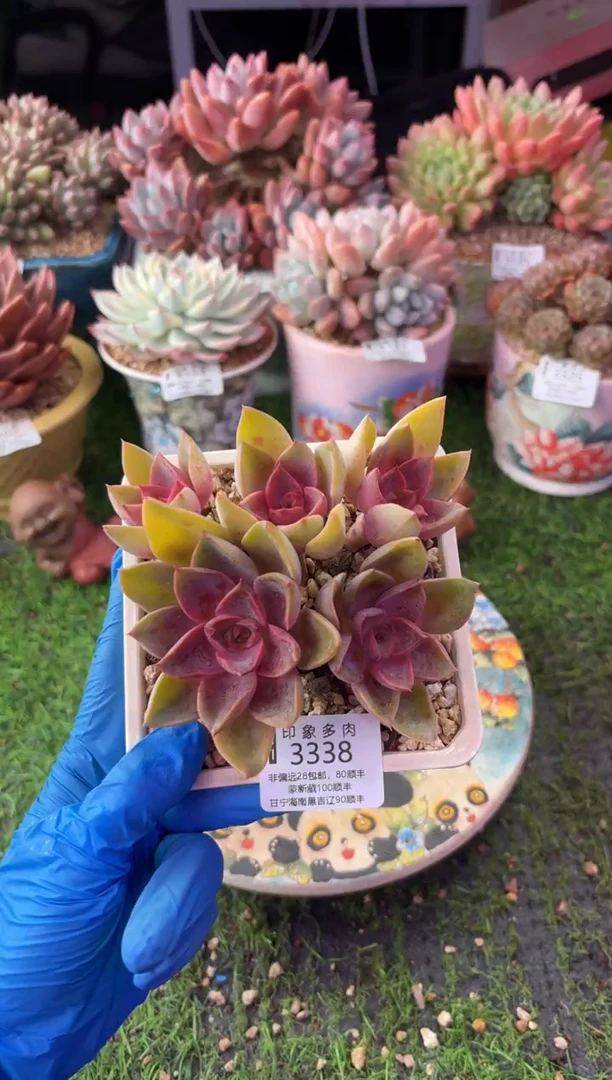昆明印象多肉3338