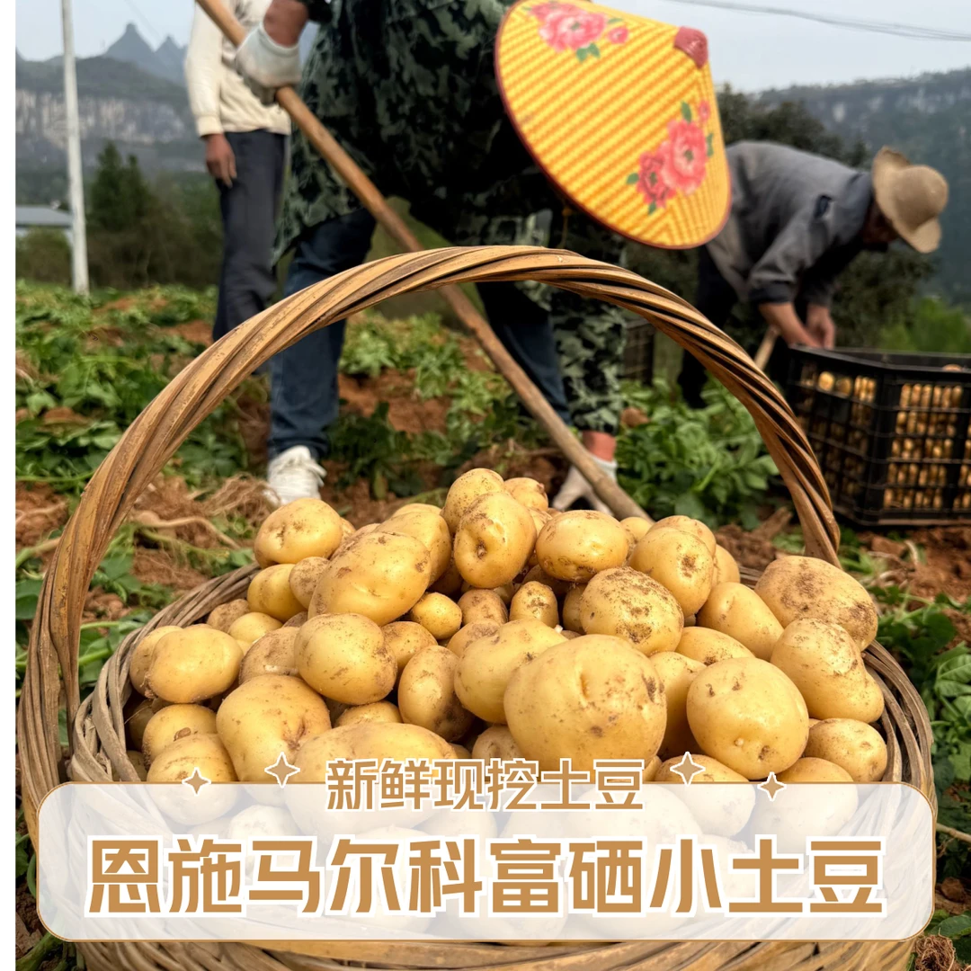 恩施小土豆 高山马尔科米拉土豆 （已无鲜新现挖的  介意勿拍）