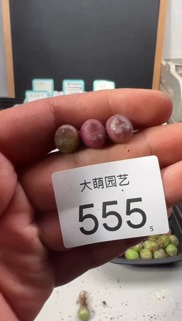 【闪购商品】++++555