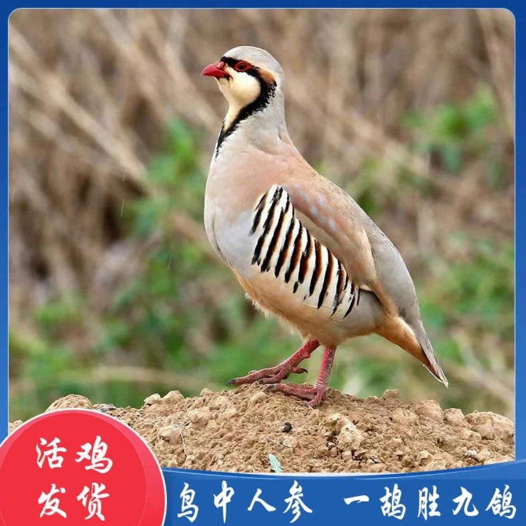 4只【活鸟】宠物鸡 呱呱鸡 小飞龙 包邮保活到家