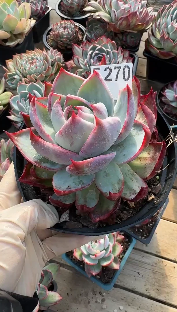 F270惊鸿仙子（裸根发货）