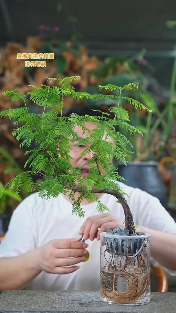 当前无花栽培后可以开花水杉280T