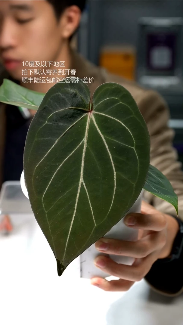 完全开放HU KOS 大