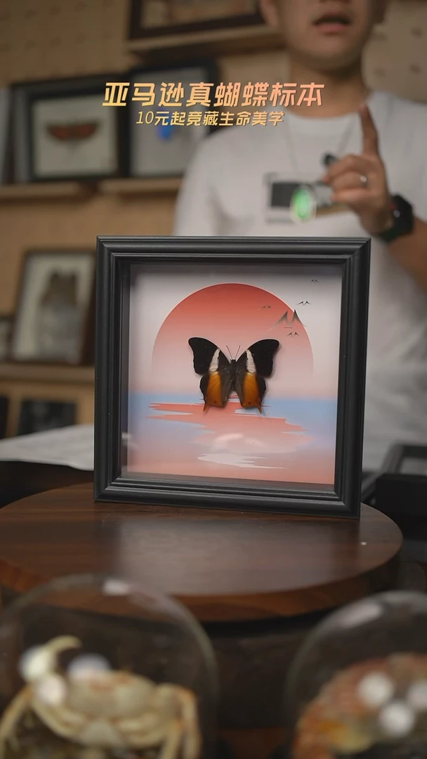 紫草蛱蝶落日款标本